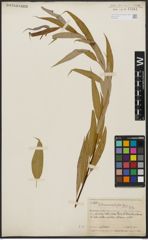 Foto von Salix acmophylla Boiss.
